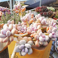 ������ϸ�����5��ʱ���һ��ͷ��ɽ���������������