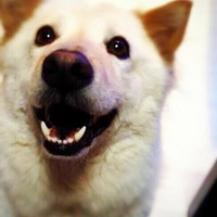 Ѱ������ɫƫ������Ȯ�����ֹ�С�ߣ��߱ߣ�