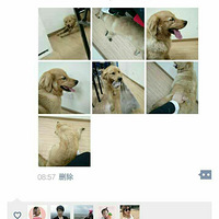 ���Ѽ�һֻ��ʧ��ë