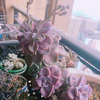 ���㿪���ڵĶ���