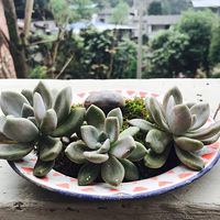 �������ֶ��⡫��ָ��