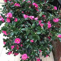 2017������δ��