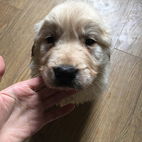 ͻȻ�뿪һ������¼�Ҽҹ��ӵĳɳ�ʷ