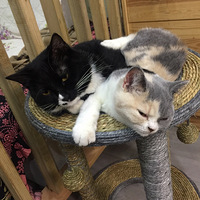 ����է���Ļ���