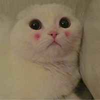 �������è���������������һֻ��è��������Բ��ϣ�