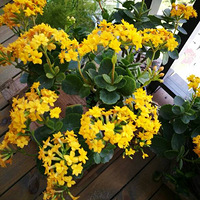 ���죬�������︴�յļ���