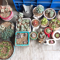 ����ү�������������С����