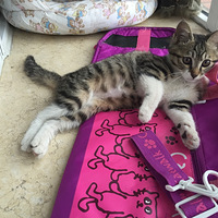 ��һֻСè��������