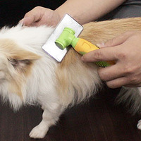 ʮ�����ë�ĳ��ﹷ����������ҵ��ϰ�����