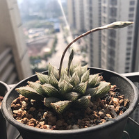 ��¶�����Ƿ�������ź�̫ħ����