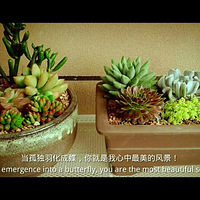 һ��������ƺ���