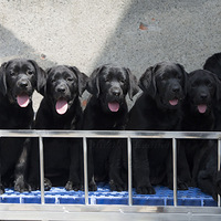 һ��С���˺�������ѩ�����Ĺ���