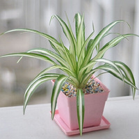 �̵�10���ʺ���������ֲ�