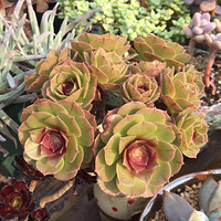 ������ֿ�ʼ�������ˣ�