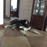 ����˺��