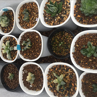 ��������������û��������ʮ�����ˣ��Ҳ�����ֻ����1��������