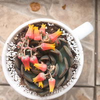 �ҵĶ��⿪���� �鷳�����������