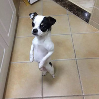 лл���Ϊ���ǡ���ţ�ι�����Ͷһ��Ʊ��242����