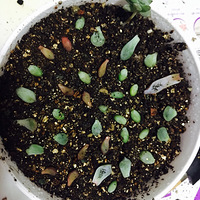 ɹ��ɹ�⣡�����Ҫ��̫���ˣ�������