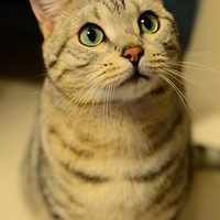 ���ʵ�è�����ڿ�ʼ