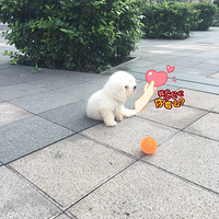 ������Ʊ