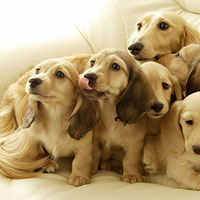 ���󹷻�����С��������һ������...