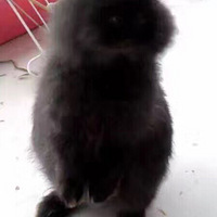 �Ҷ�����ֻ4���ĺ���