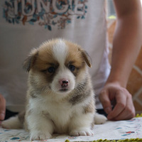 ���쵽�ˣ������ˣ�С����ҲҪɹ̫���ˡ�