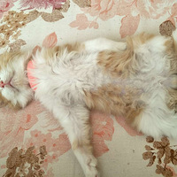 ����˯���������ơ�