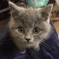 С��ħ���������ˣ�Լ��