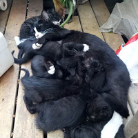 �Լҳ���С��è����