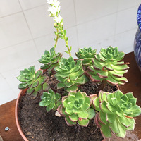 ����ֲ��---�Լ�����