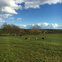 �����ڵ����ȫְ����