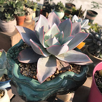 ɹɹ�������ĵĶ�����