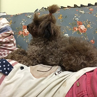 ���²۹�С�����С����