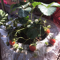 ����ĩ+���⡿ɹɹ�Ҽҵ�С�ɰ��ǡ�