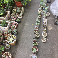 ����ֲ����Щ��