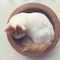 ����һֻֻ��˯����è