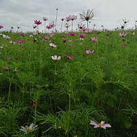 ������ɣ��