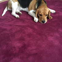 2��ƹϴ��Ů�ȸ�Ȯ��Ѱ�ȸ�С��飬��������Ҹ�������Ҳ����