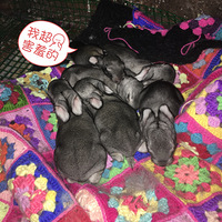 ɹһ���Ҽ�һ�롰����Բ����