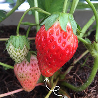 �������ݮ��ݮ����Ϊ���ֵ�