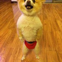 �����������ë��⣬��ĺ���