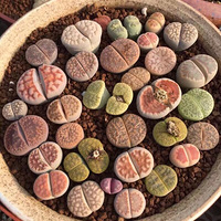 ��úù��İ�