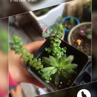 ��ֳ����������Ҷ����