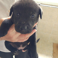 �����������С����