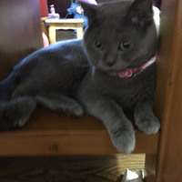 ��è�ܵ����۶�������ŮƱ