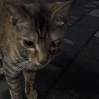 ����è����