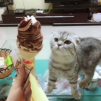 ���ҼҶ�����ϱ���ˣ��۶�è�ܵ�