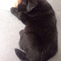 ҪΪ�Ҽ�С���ӽ�һ�����ӣ�����¼���Ĺ���